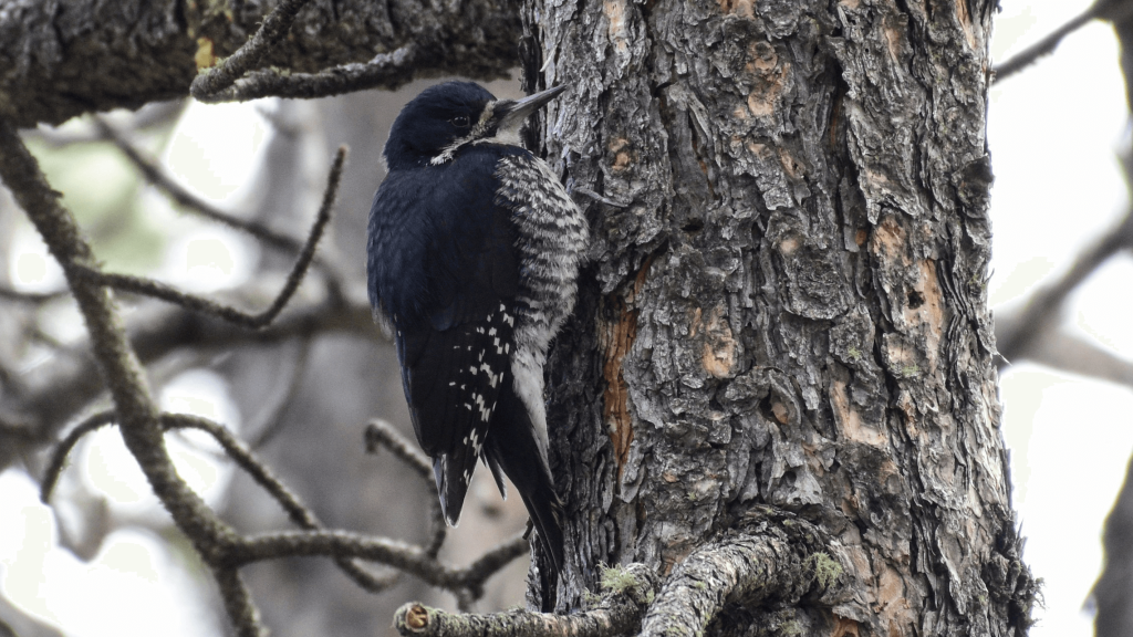 Black backed Woodpecker David Tonnessen 2