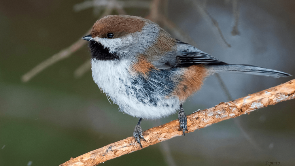 Boreal Chickadee Shailesh Pinto 2