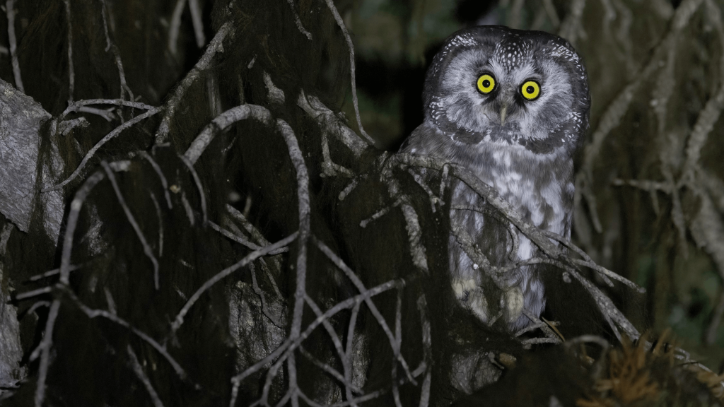 Boreal Owl Liam Hutcheson 2