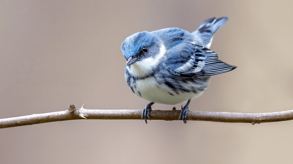 Cerulean Warbler Brad Imhoff 2