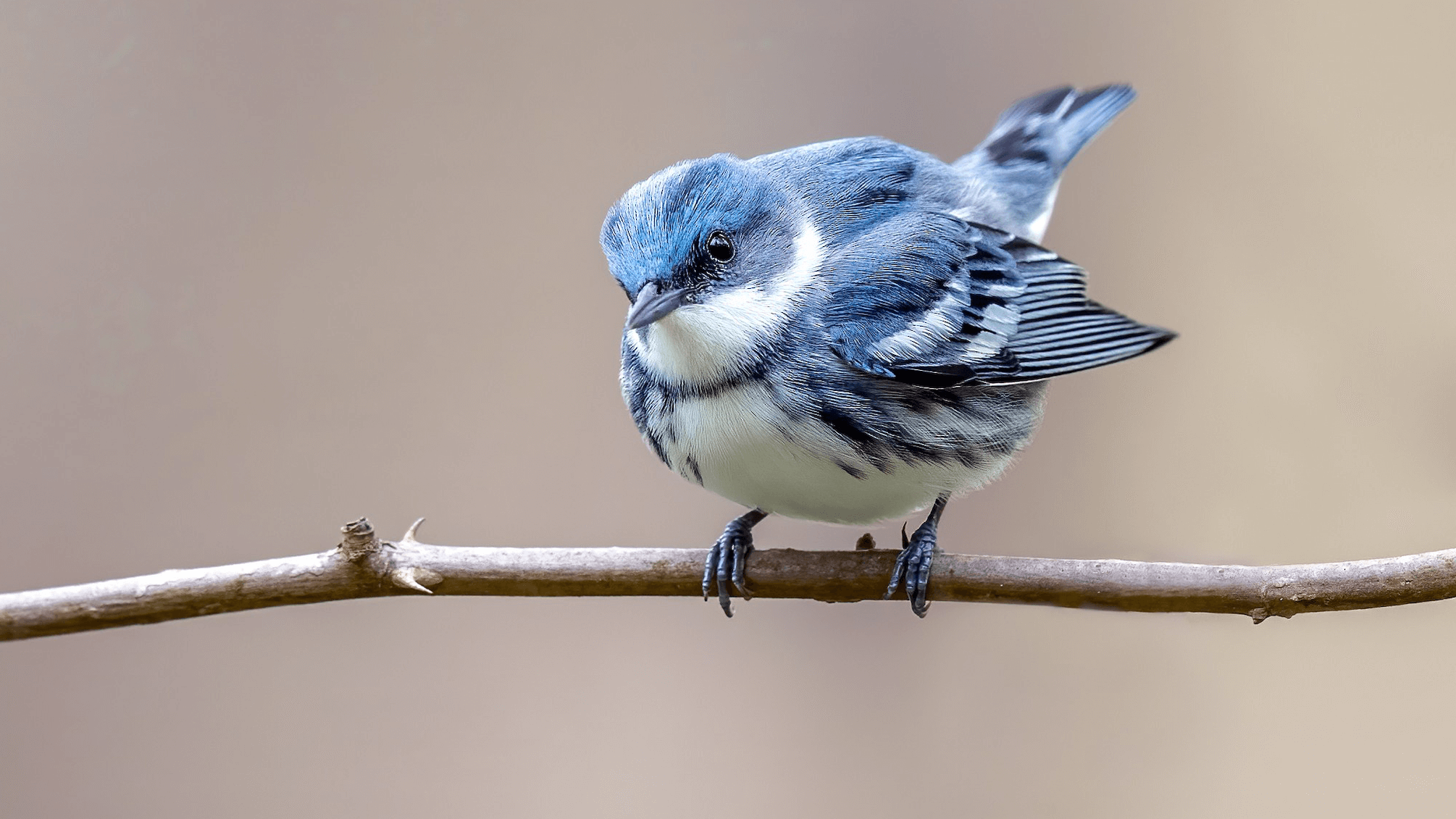 Cerulean Warbler Brad Imhoff 2