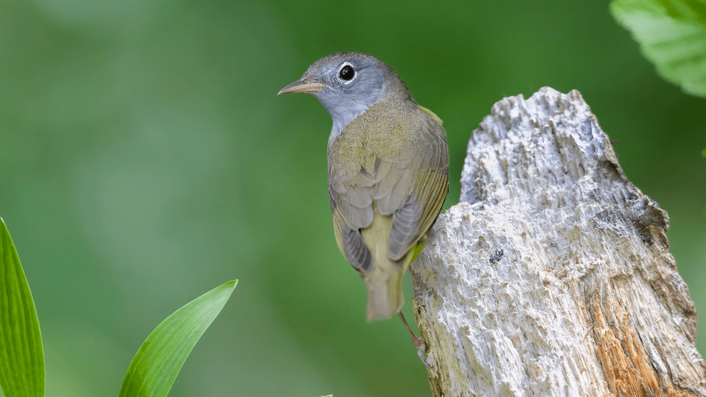 Connecticut Warbler Matt M 2