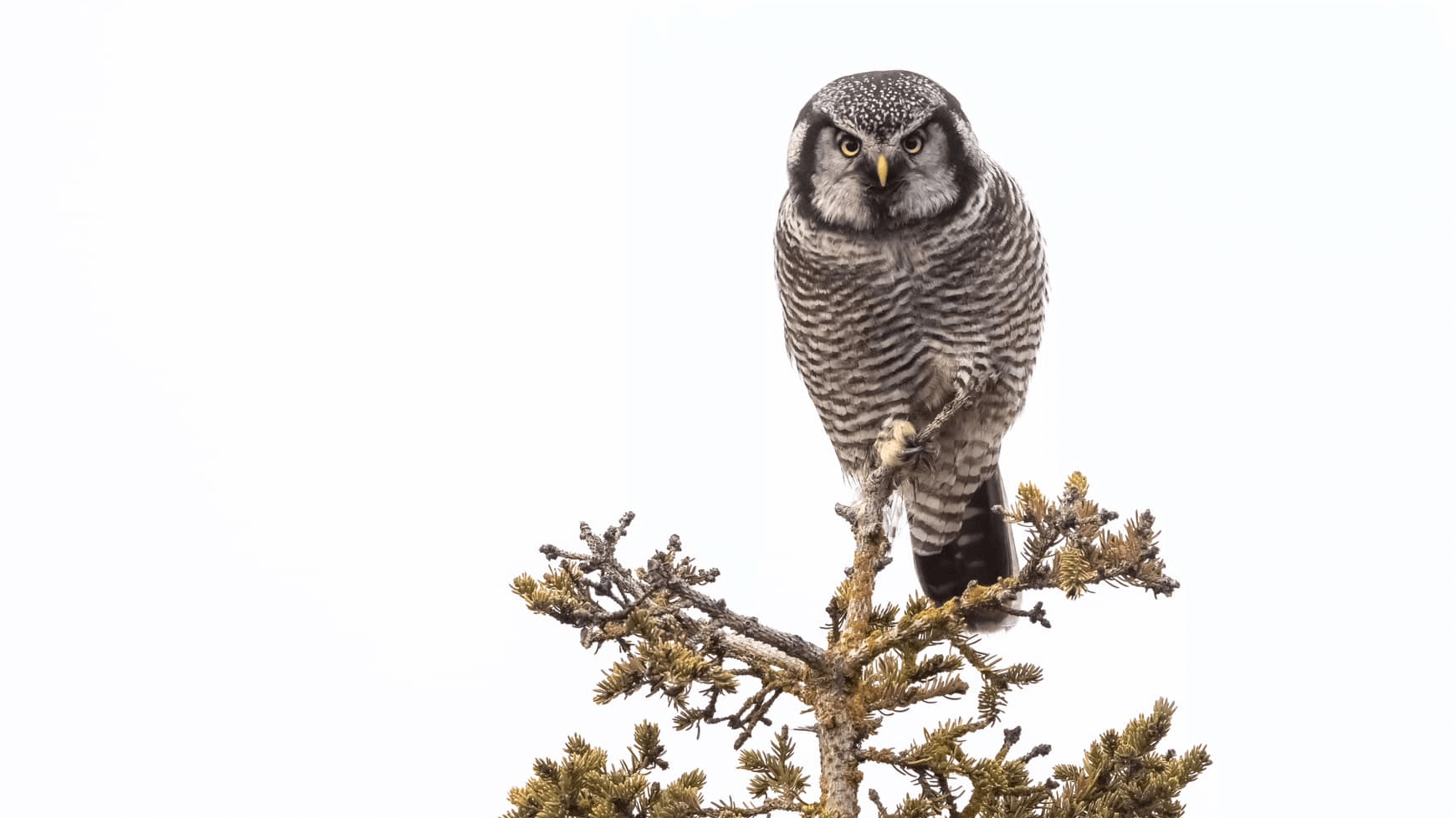 Northern Hawk Owl Nick Ramsey 2