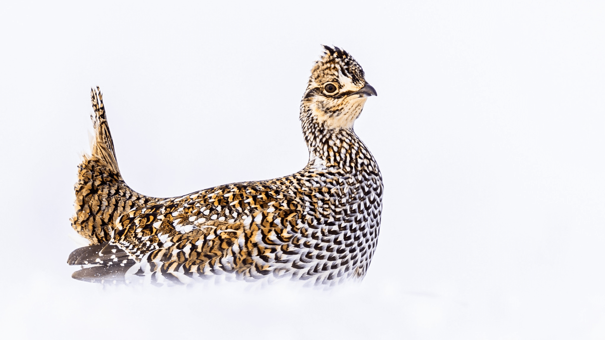 Sharp tailed Grouse Brad Imhoff 3 2