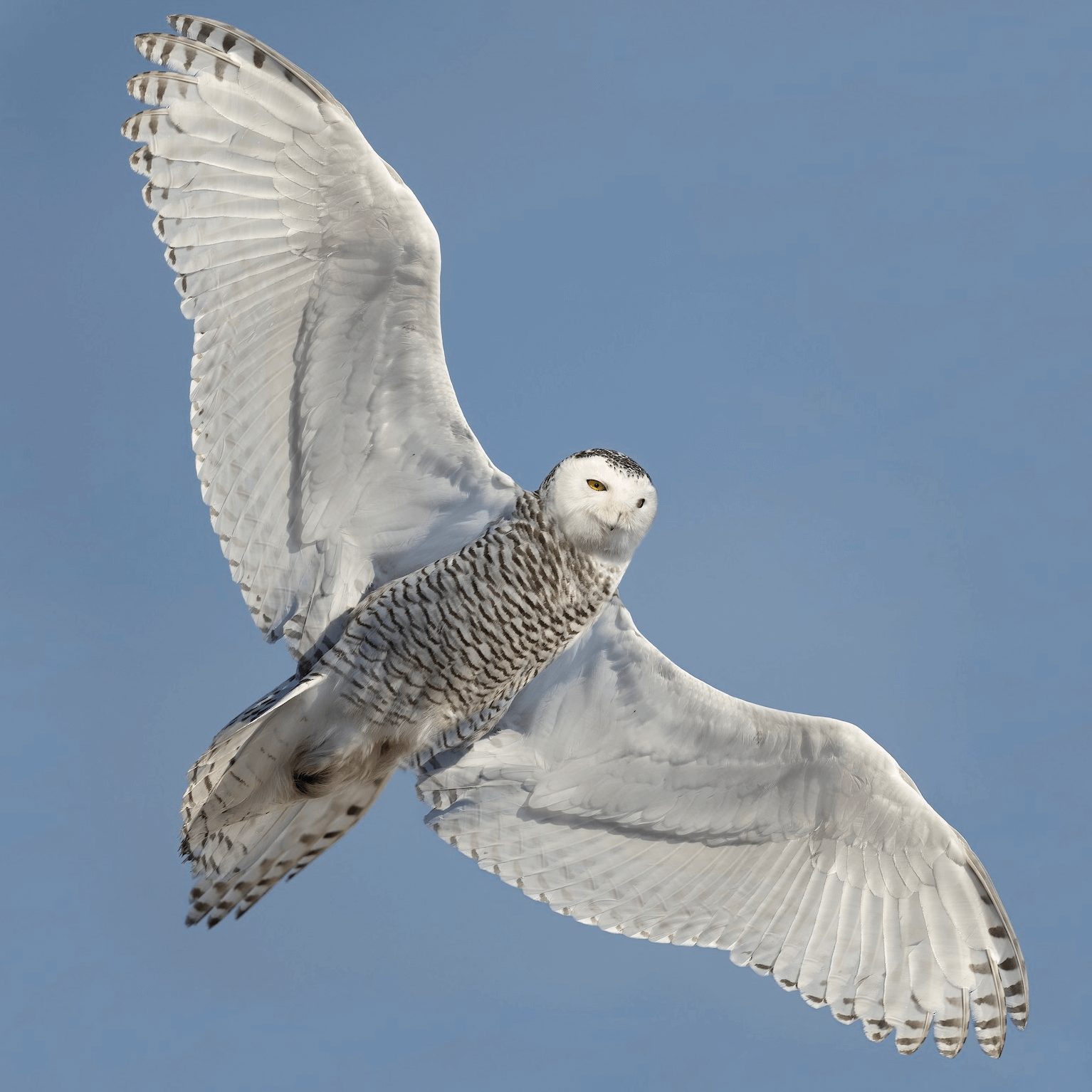 Snowy Owl Matt Misewicz 2 2